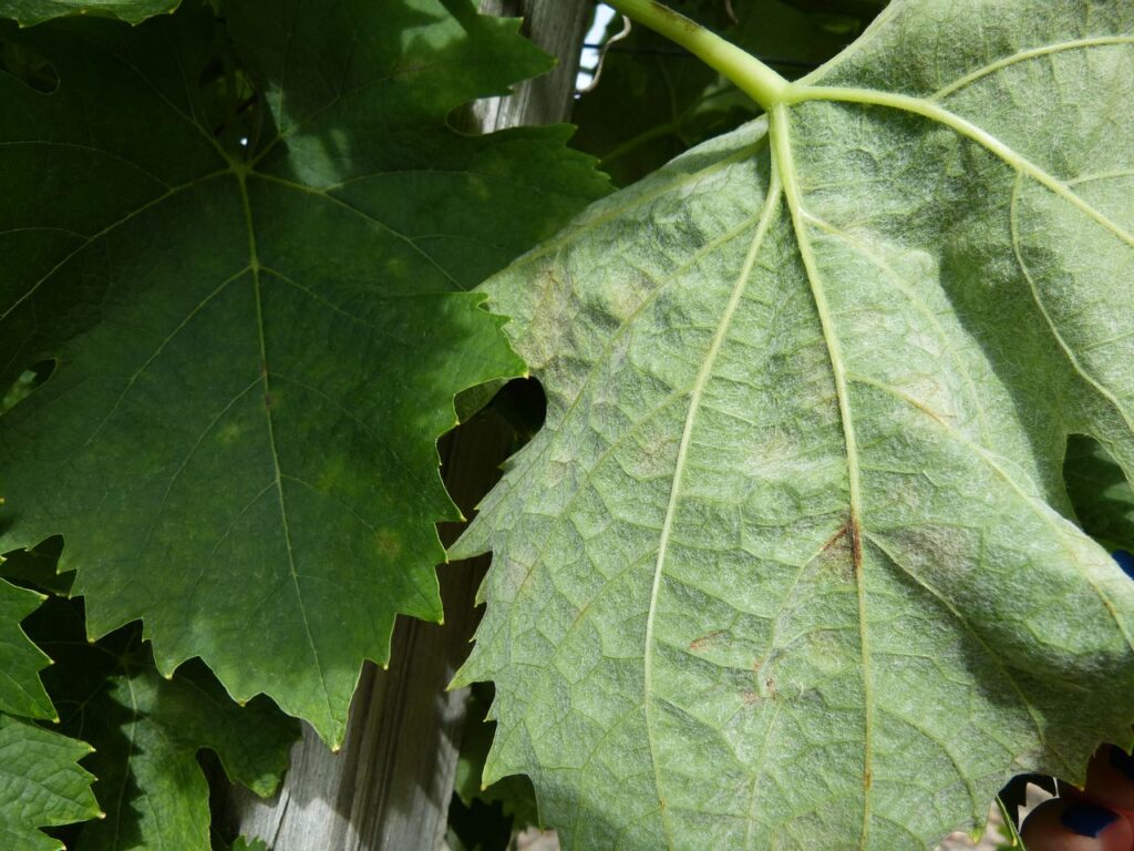 leaf rimpro