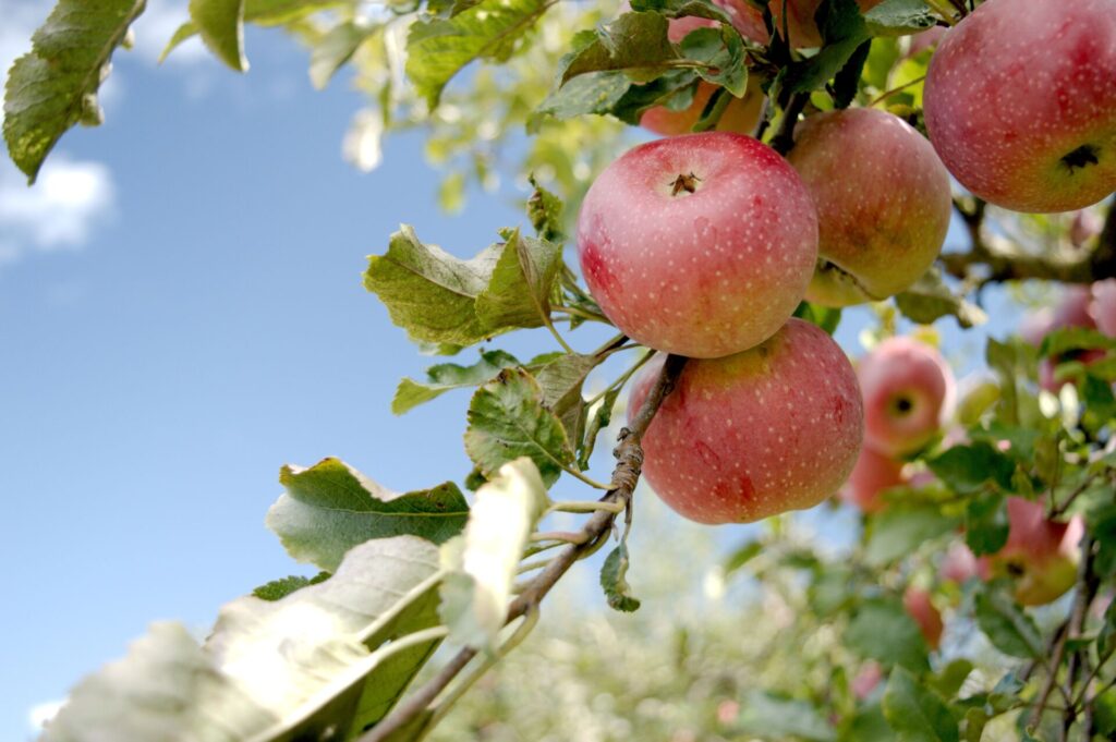 healty red apple