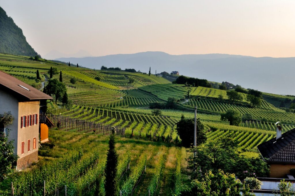 grape landscape