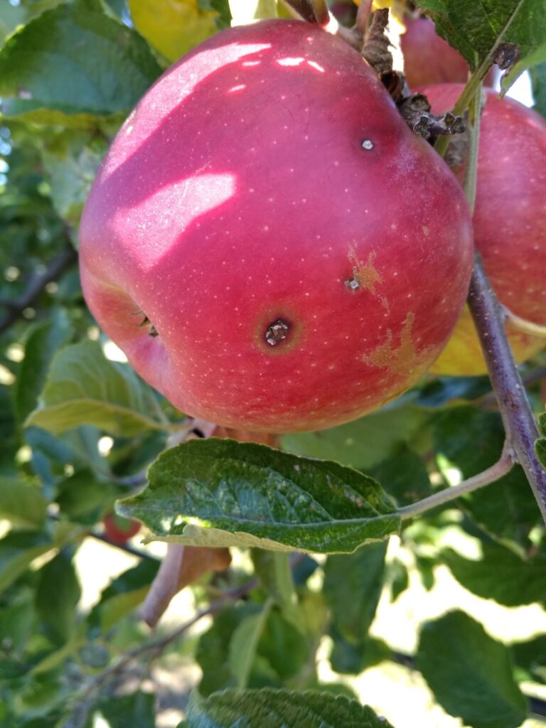 apple rimpro
